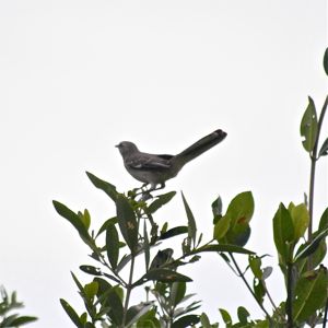 morningbird